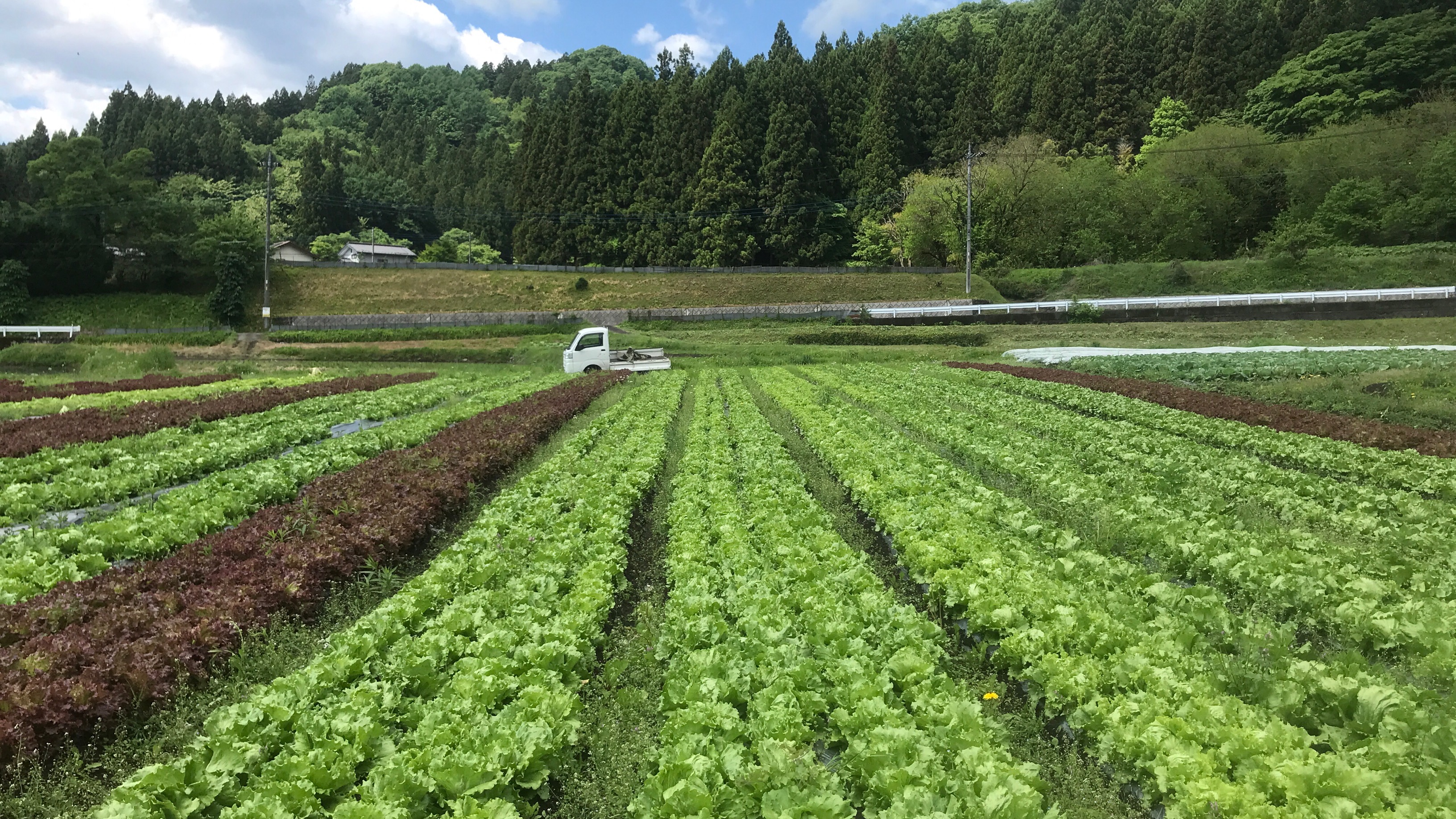野菜の生産